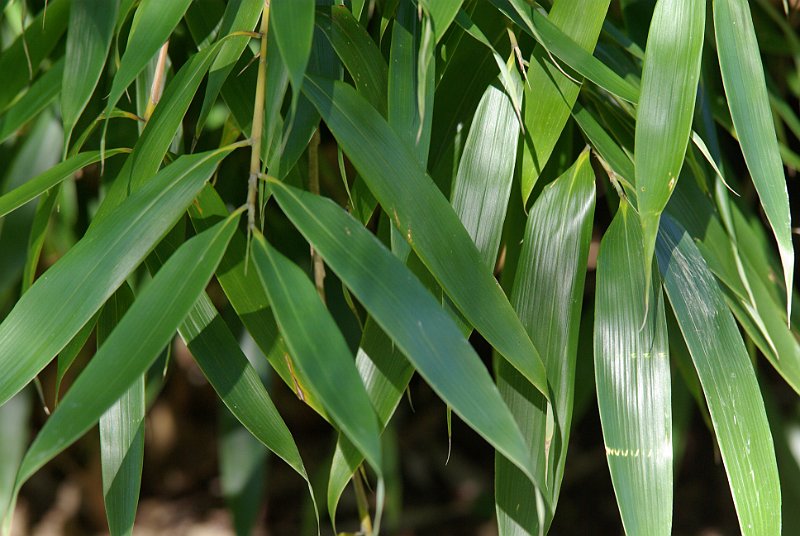 Fargesia robusta Big Leaves 2